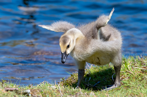 A closeup of a young baby Canada Goose trying unsuccessfully to fly. He is on grass, and blue water is in the background.