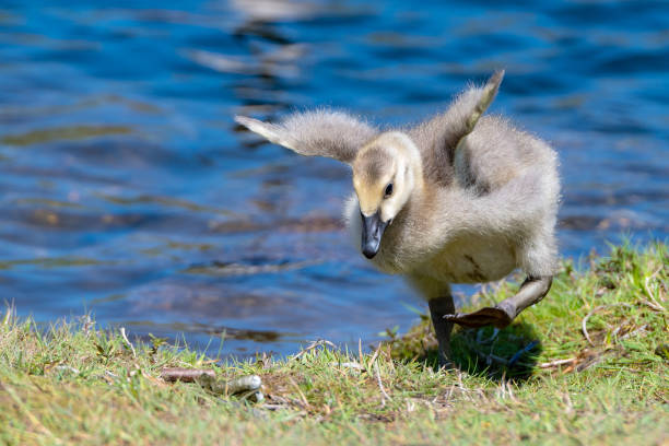 istock Baby Goose Trying To Fly 1159078956