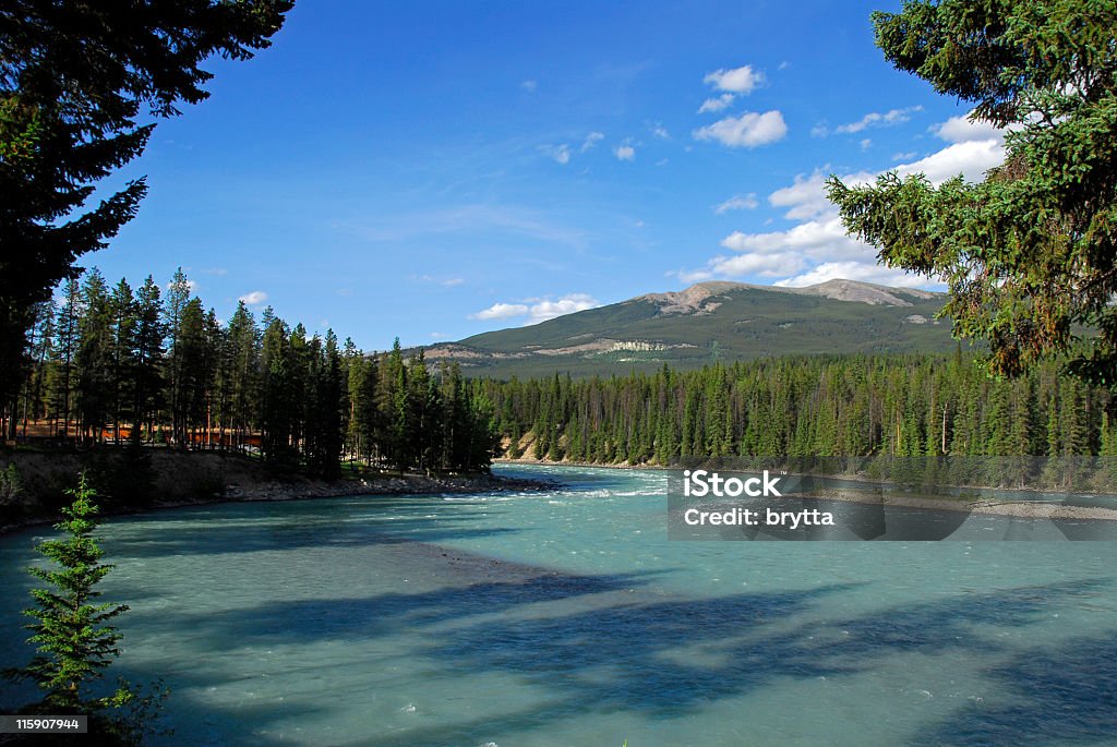 Rzeka Athabasca w pobliżu Jasper, Jasper Park Narodowy, Alberta, Kanada - Zbiór zdjęć royalty-free (Alberta)