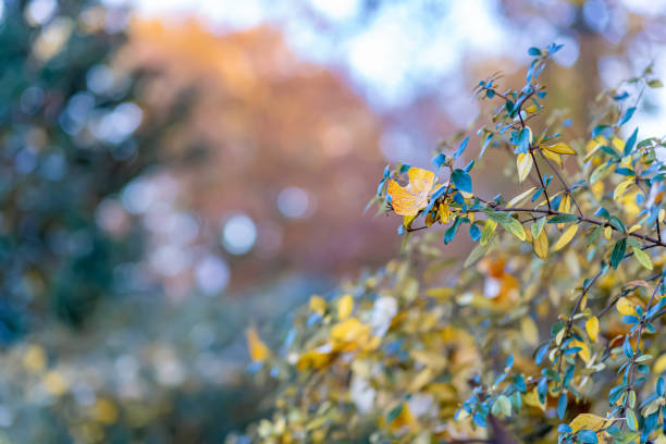 foglie gialle autunnali su un arbusto nel parco. natura bellissimo sfondo sfocato e bokeh. messa a fuoco morbida. immagine tonica. copiare lo spazio. - branch dry defocused close up foto e immagini stock