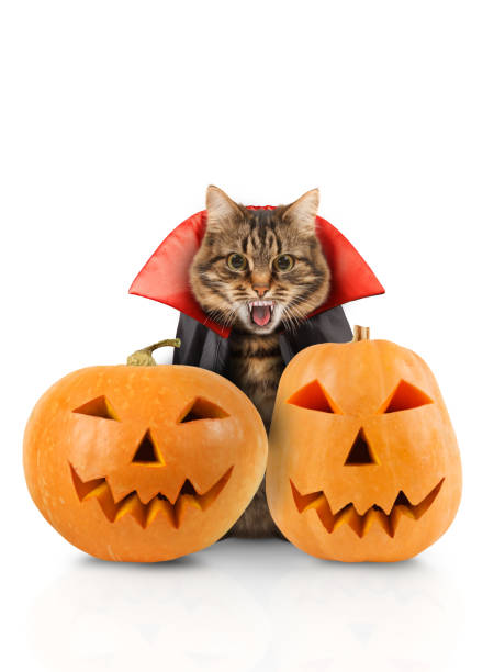 istock Cat evil with fangs in black red mantle with pumpkins on white background. Halloween theme. 1159079820
