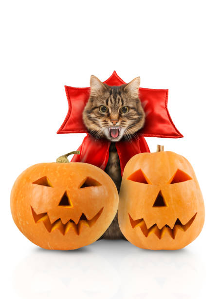istock Cat evil with fangs in black red mantle with pumpkins on white background. Halloween theme. 1159079821