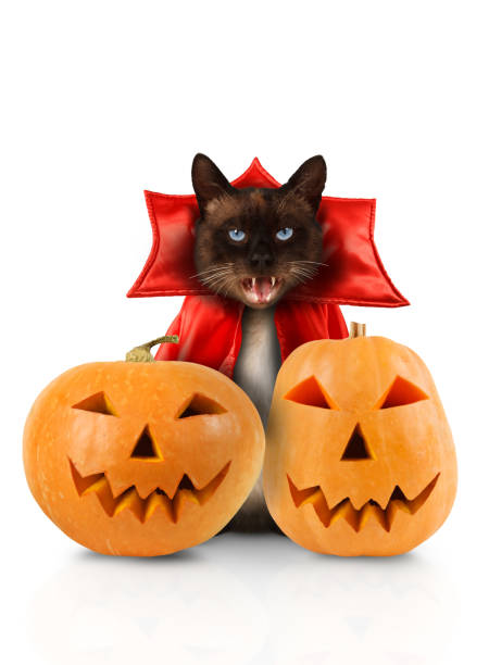 istock Siamese cat is wearing a suit of vampire. 1159079824