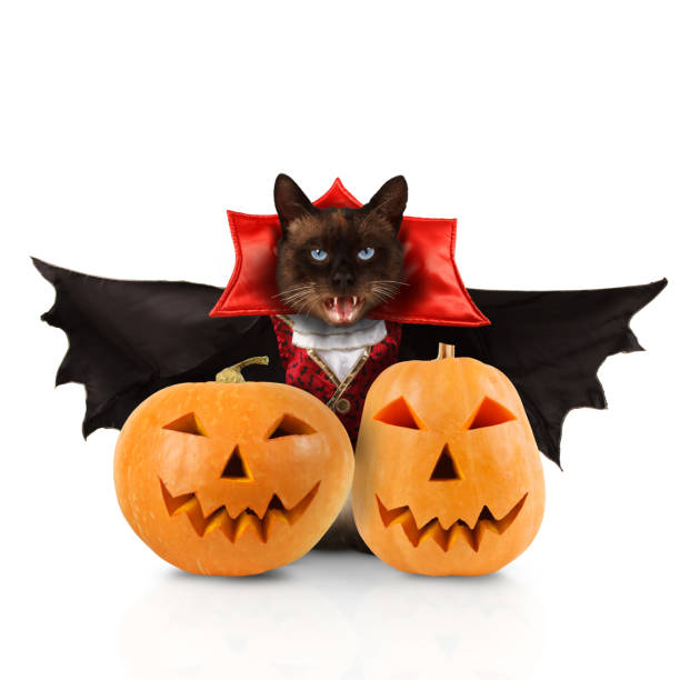 istock Siamese cat is wearing a suit of vampire. 1159079826