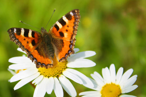 istock Small Tortoiseshell butterfly on chamomile 1159080058