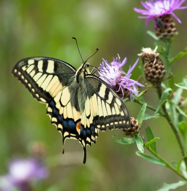 istock Machaon butterfly on Common Knapweed flower 1159080168