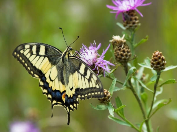 istock Machaon butterfly on Common Knapweed flower 1159080170