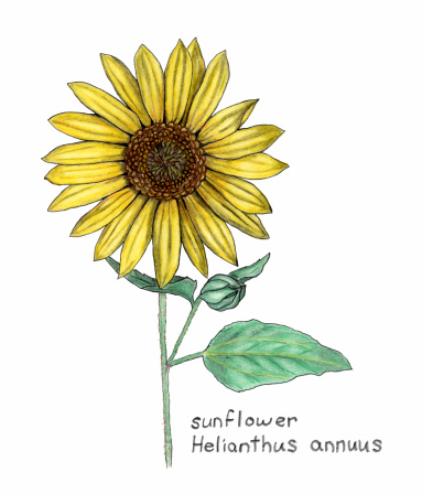 Botanical illustration of sunflower, 