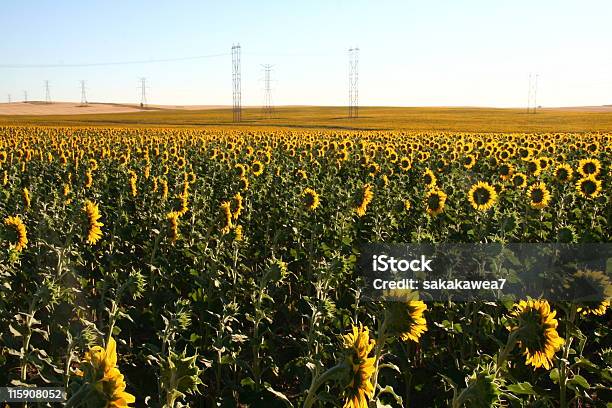 ヒマワリ Powerlines 付き - カラー画像のストックフォトや画像を多数ご用意 - カラー画像, ケーブル線, ノースダコタ州