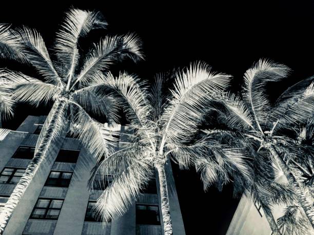 istock Nightlife City Palms 1159080825
