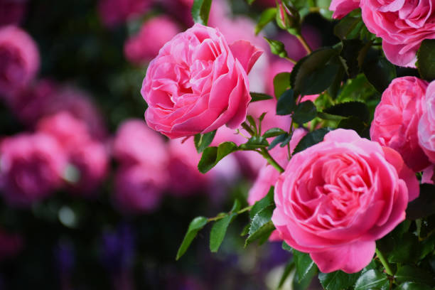 istock close up of pink roses against blurred background 1159080928