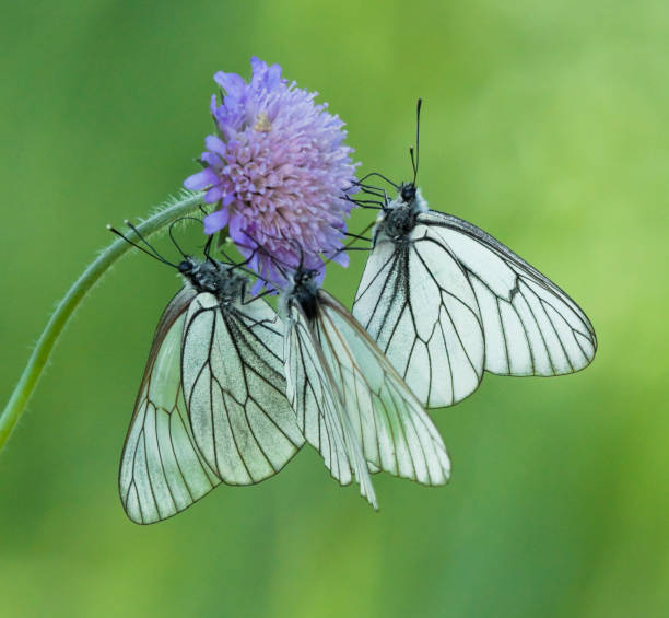 farfalle bianche dalle venature nere su un fiore di field scabious - black veined white butterfly foto e immagini stock
