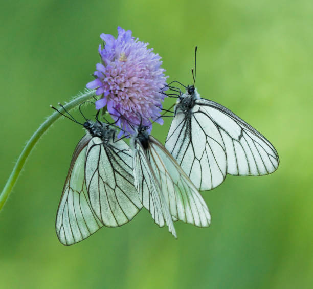 フィールドスカビ�スの花の上に黒い静脈の白い蝶 - black veined white butterfly ストックフォトと画像