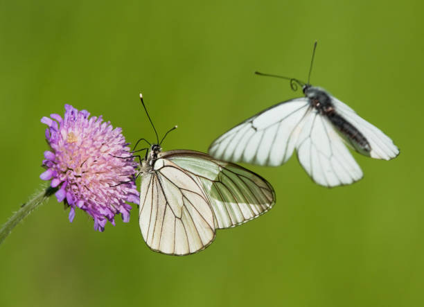 farfalle bianche dalle venature nere su un fiore di field scabious - black veined white butterfly foto e immagini stock