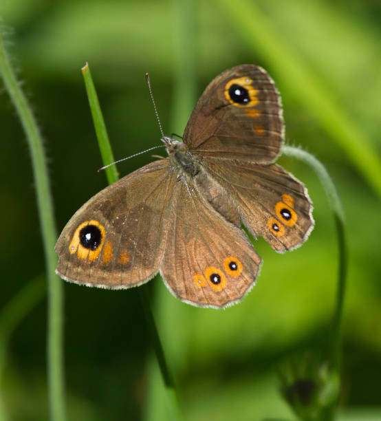 istock Large Wall Brown butterfly on a flower of Field Scabious 1159081280