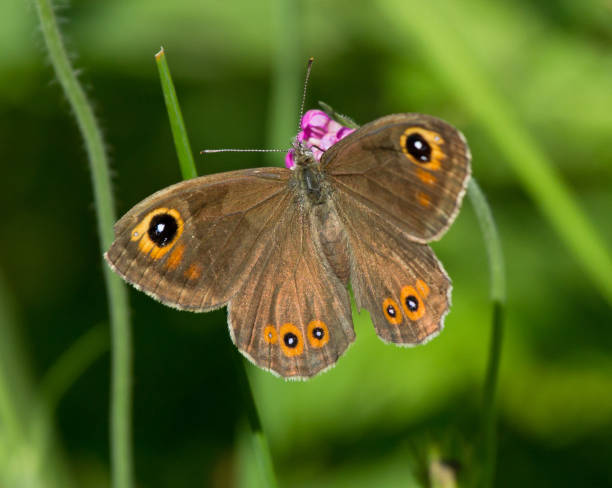 istock Large Wall Brown butterfly on a flower of Field Scabious 1159081283