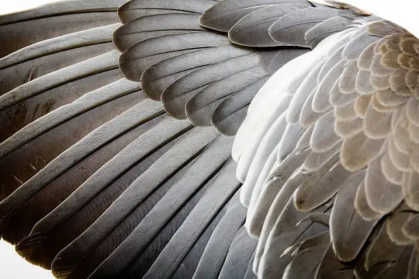 Eagle Feather Pictures Download Free Images on Unsplash Eagle Feather Pictures Download Free Images on Unsplash
