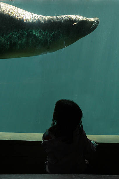 istock Child watching sea lion 115908389
