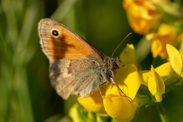 istock Macro of small heath (Coenonympha pamphilus) sitting on yellow flower 1159084100