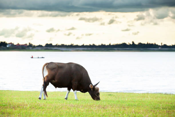 banteng jantan yang memberi makan di lapangan dekat danau tropis. - sapi bali sapi potret stok, foto, & gambar bebas royalti