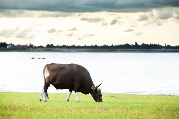 A male Banteng feeding on the field near a tropical lake at dusk, fisherman on wooden fishing boat and cloudy blurred on backgrounds. Lam Pao Lake, Kalasin, Thailand.