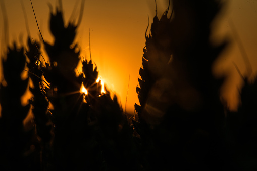 Wheat Silhouette at the end of the day at sunset