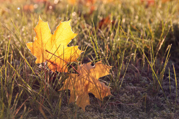 istock yellow maple leaves in the grass in backlight 1159086161