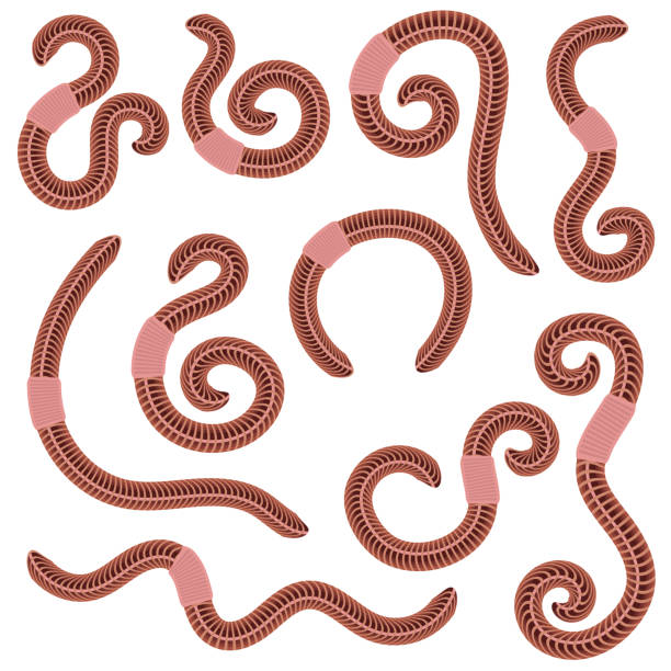 ilustrações de stock, clip art, desenhos animados e ícones de animal earth red worms for fishing on white background - worm cartoon fishing bait fishing hook