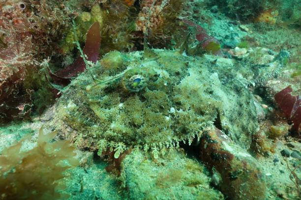 istock Anglerfish - Monkfish (Lophius piscatorius) off the Welsh Coast 1159086522