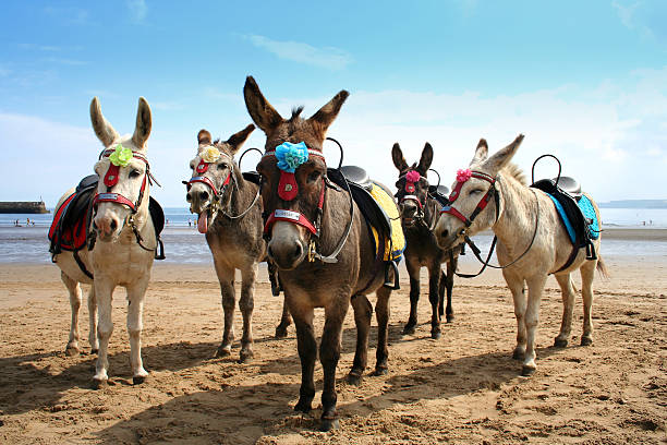Donkeys at the British seaside