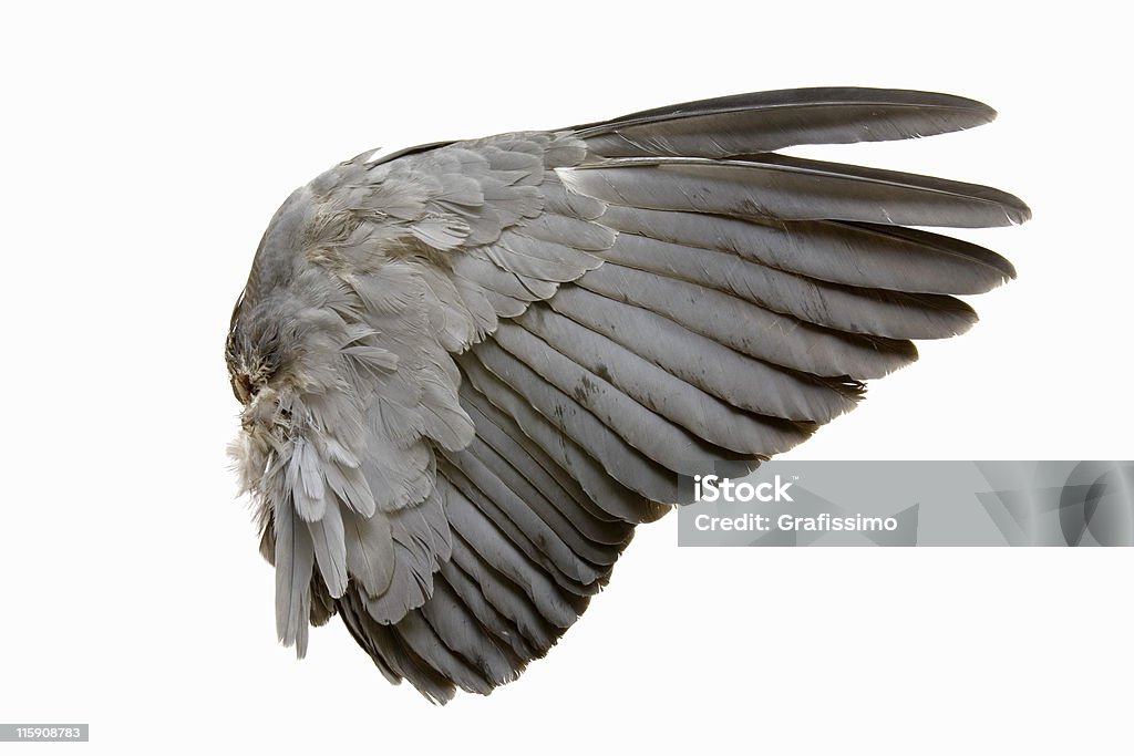 Completo di uccello ala grigio isolato su bianco - Foto stock royalty-free di Angelo