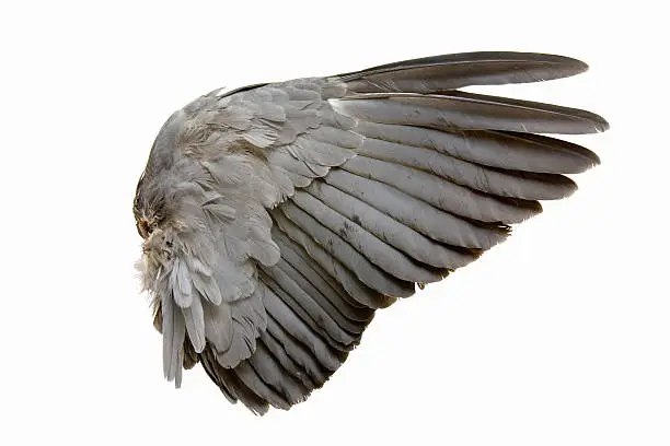 Photo of Complete wing of grey bird isolated on white