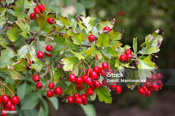 Hawthorn Con Bacche Rosse - Fotografie stock e altre immagini di Acido ascorbico - Acido ascorbico, Albero, Alimentazione sana