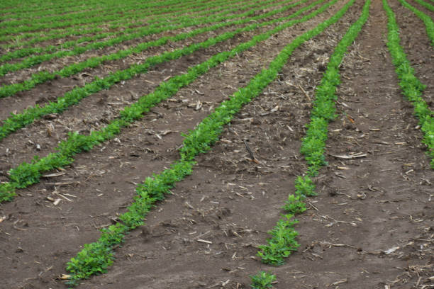 istock Peanut field. Peanut seedlings. Plantation with symmetric view. 1159089998