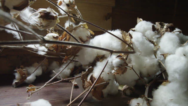 Raw Cotton on a table top