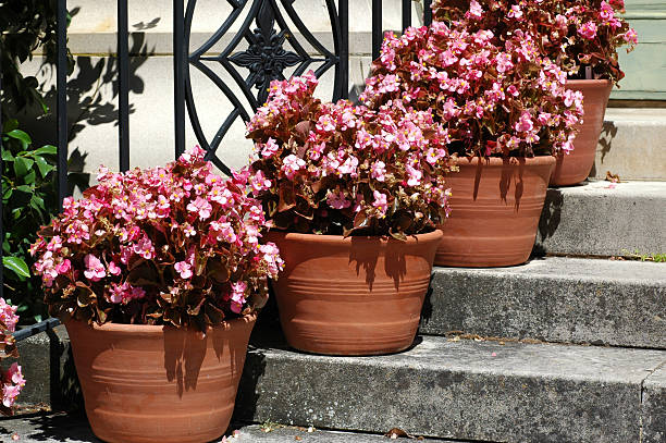 Red flowering Begonia on wooden wheelbarrow in garden, Germany