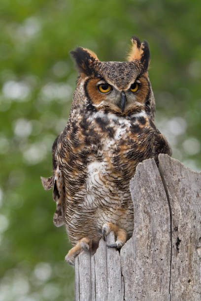 istock Great Horned Owl Perced on an Old Fence Post 1159091797