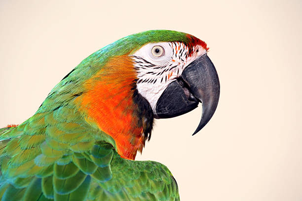 Macaw closeup Green and gold macaw closeup richie mccaw stock pictures, royalty-free photos & images