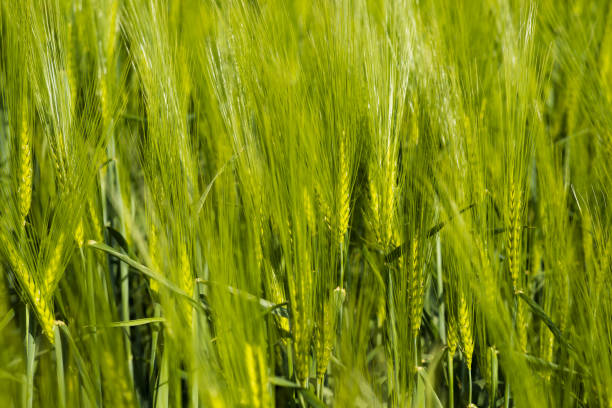 istock Close-up of green wheat field 1159093539