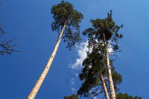 Close up of tree tops against blue sky