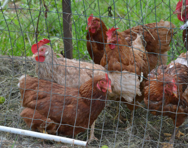 istock Chickens in the cage in the backyard 1159094089