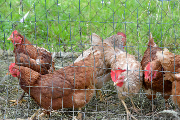 istock Chickens in the cage in the backyard 1159094090