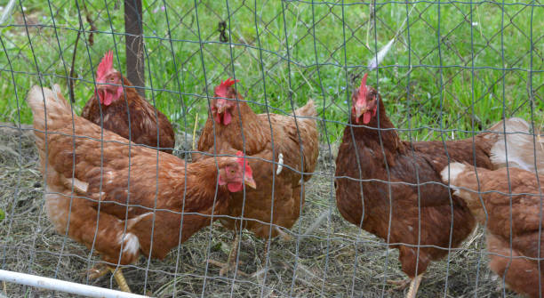 istock Chickens in the cage in the backyard 1159094092