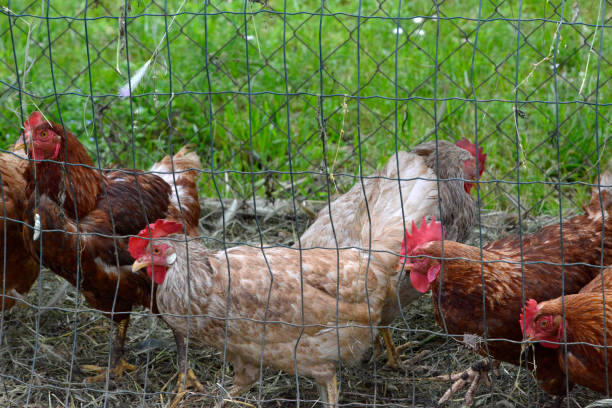 istock Chickens in the cage in the backyard 1159094093