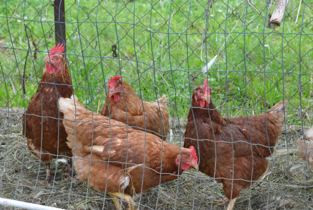 istock Chickens in the cage in the backyard 1159094094
