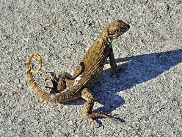 Curly-tailed Lizard (Leiocephalus carinatus) resting in the street Curly-tail Lizard close-up northern curly tailed lizard leiocephalus carinatus stock pictures, royalty-free photos & images