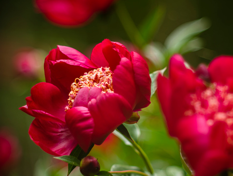 Red blooming roses in the garden, close up