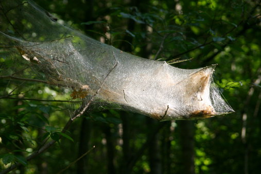 Bagworm Nest