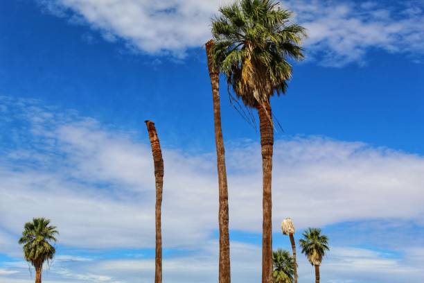 istock DEATH BREATHE LIFE - JOSHUA TREE NP - 052719 A 1159095537
