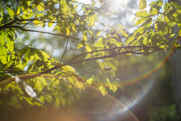 istock Oak tree's branches and leaves in back-light bright sunlight, with strong lens flare and artistic bokeh. 1159095544